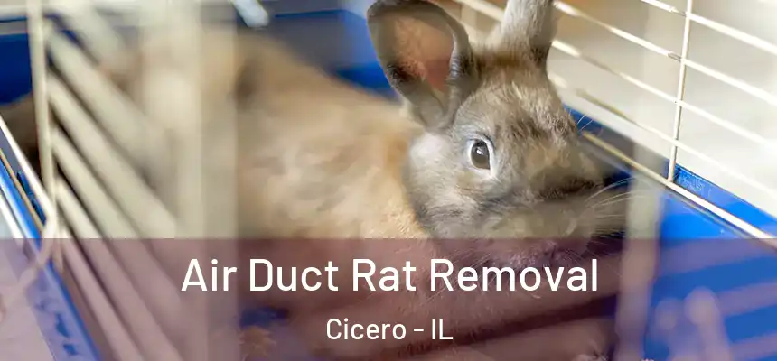  Air Duct Rat Removal Cicero - IL